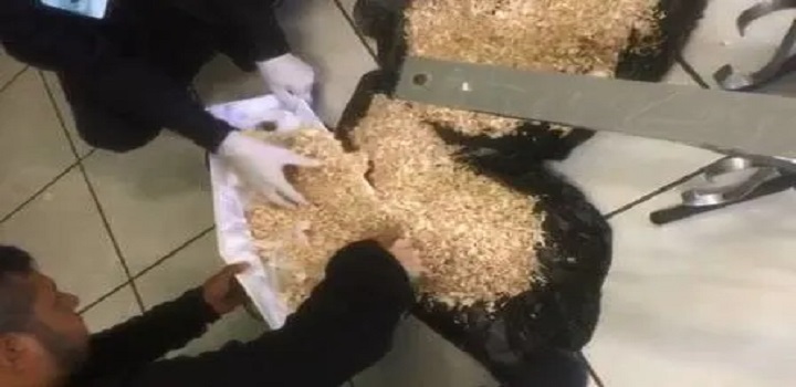 familia encontra serragem em caixao de bebe
