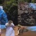 Casal chá revelação joga corante em cachoeira