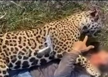 Fazendeiro que matou onça no pantanal