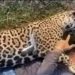 Fazendeiro que matou onça no pantanal