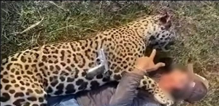 Fazendeiro que matou onça no pantanal