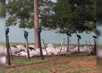 Pecuarista que perdeu 38 cabeças de gado após raio atingir rede elétrica calcula prejuízo de R$ 200 mil