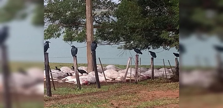 Pecuarista que perdeu 38 cabeças de gado após raio atingir rede elétrica calcula prejuízo de R$ 200 mil