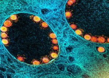 BQ.1: o que se sabe sobre variante da ômicron descoberta no Brasil — Foto: NIAD-NATIONAL INSTITUTE OF ALLERGY AND INFECTIOUS Uma nova variante