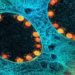 BQ.1: o que se sabe sobre variante da ômicron descoberta no Brasil — Foto: NIAD-NATIONAL INSTITUTE OF ALLERGY AND INFECTIOUS Uma nova variante