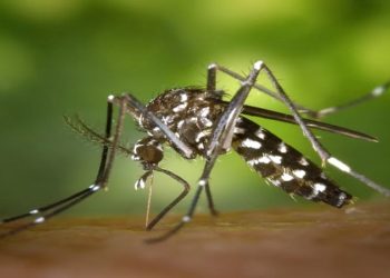 morte por dengue em campos
