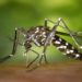 morte por dengue em campos