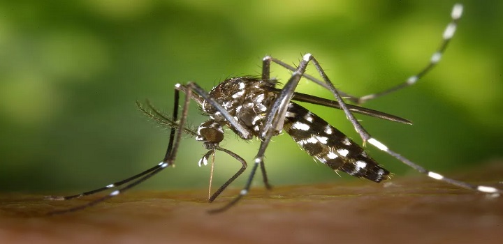 morte por dengue em campos