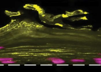 cientista cria vagina em chip
