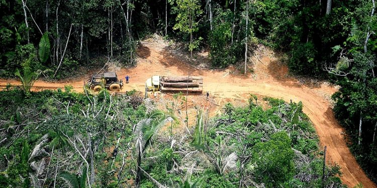 Grilagem de terras: Os maiores grileiros em áreas contínuas do Pará