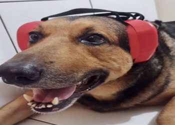 cães com fones de ouvido