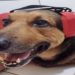 cães com fones de ouvido