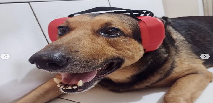 cães com fones de ouvido