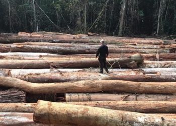 bolsonaro libera exploração de madeira em terras indigenas