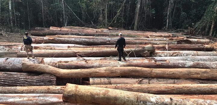 bolsonaro libera exploração de madeira em terras indigenas