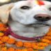 cães homenageados no Nepal