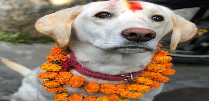 cães homenageados no Nepal