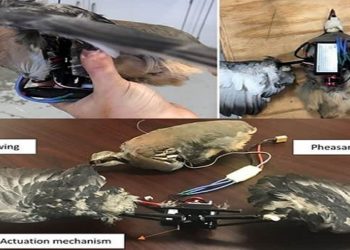drones pássaros