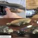 drones pássaros