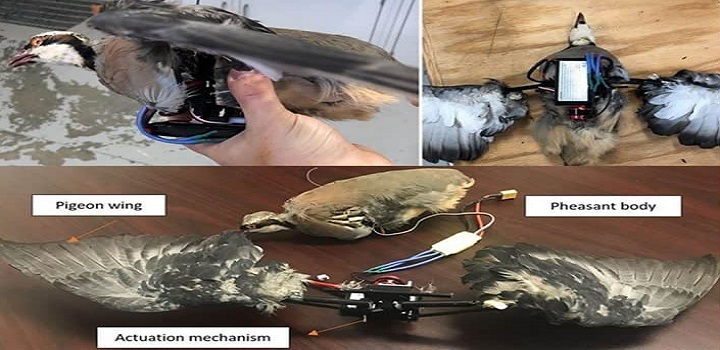 drones pássaros