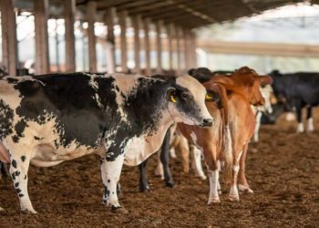 mal da vaca louca no brasil