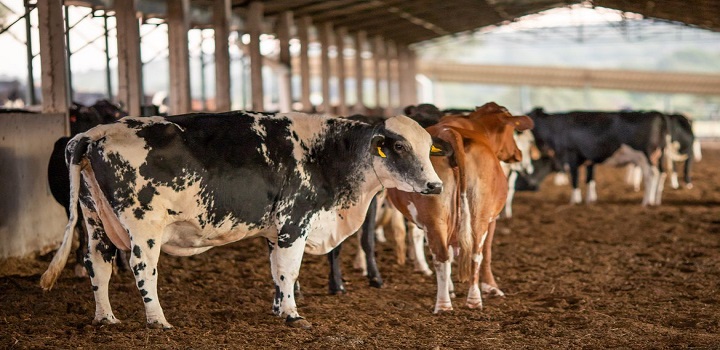 mal da vaca louca no brasil
