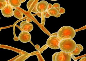 EUA INFECÇÃO CANDIDA AURIS