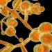 EUA INFECÇÃO CANDIDA AURIS