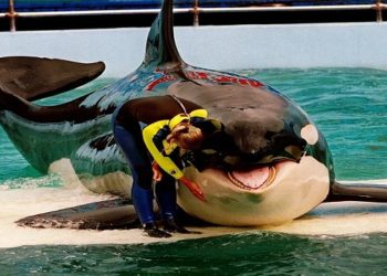 ORCA SERÁ LIBERTADA NOS EUA
