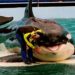 ORCA SERÁ LIBERTADA NOS EUA