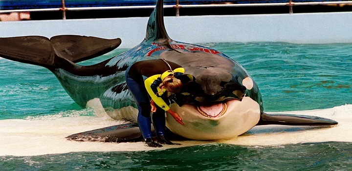 ORCA SERÁ LIBERTADA NOS EUA