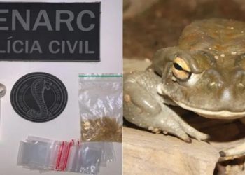 “Bufo alvarius”.