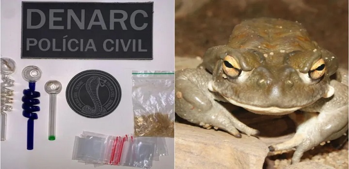 “Bufo alvarius”.