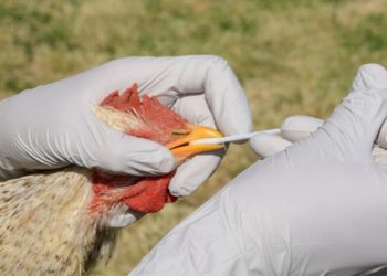 GRIPE AVIÁRIA NO BRASIL