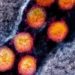 variantes arcturus, variantes covid 19