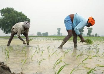 Como o El Niño pode prolongar a inflação dos alimentos
