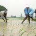 Como o El Niño pode prolongar a inflação dos alimentos