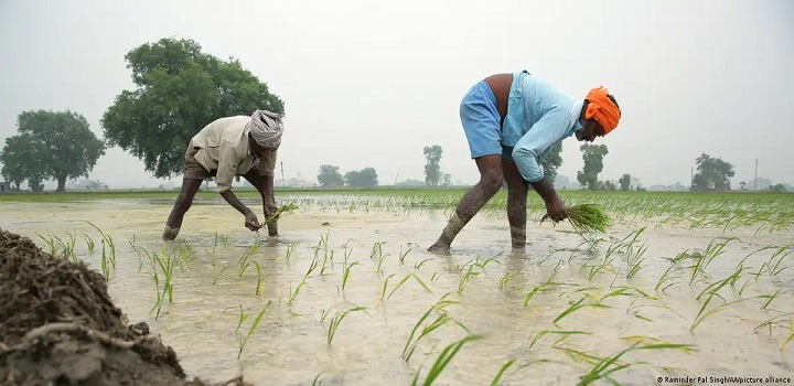 Como o El Niño pode prolongar a inflação dos alimentos