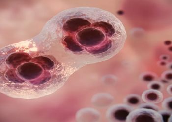 Cientistas criam primeiro embrião humano em laboratório
