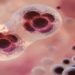 Cientistas criam primeiro embrião humano em laboratório