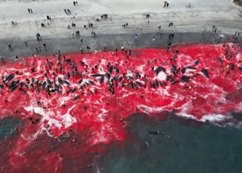 Pescadores matam mais de 500 golfinhos em retomada de caça controversa nas Ilhas Faroe
