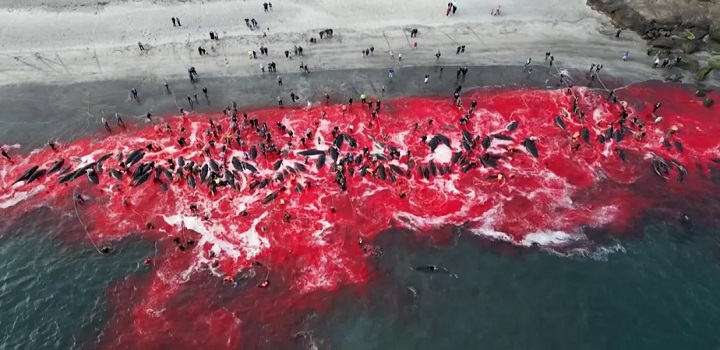 Pescadores matam mais de 500 golfinhos em retomada de caça controversa nas Ilhas Faroe
