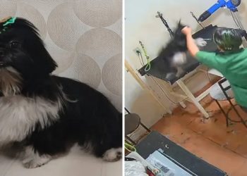 agressao a cadela em pet shop, morte de cadela