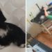 agressao a cadela em pet shop, morte de cadela