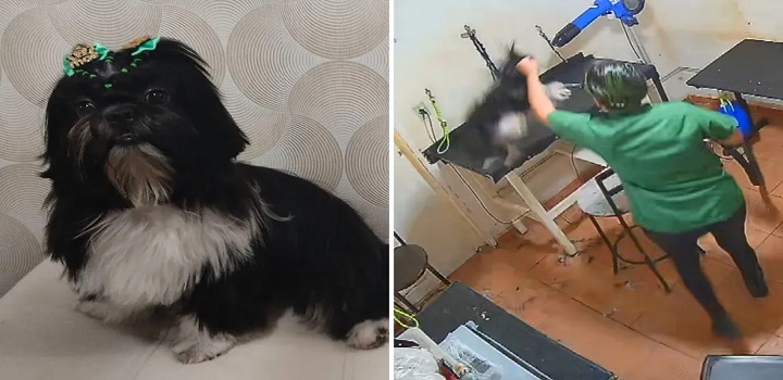 agressao a cadela em pet shop, morte de cadela