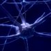 Cientistas estão criando computadores vivos com neurônios; entenda