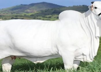 Novo recorde à vista? Vaca de R$ 8 milhões voltará a ser leiloada