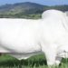 Novo recorde à vista? Vaca de R$ 8 milhões voltará a ser leiloada