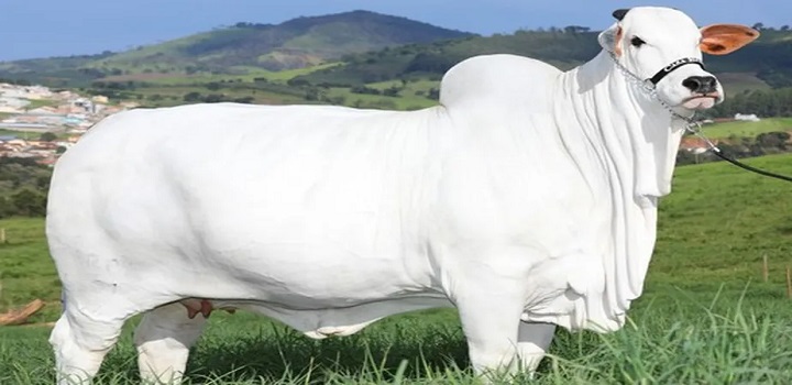 Novo recorde à vista? Vaca de R$ 8 milhões voltará a ser leiloada