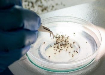 Vacina contra chikungunya apresenta resultado promissor